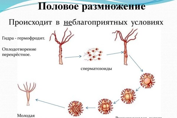 Kraken ссылка зеркало рабочее