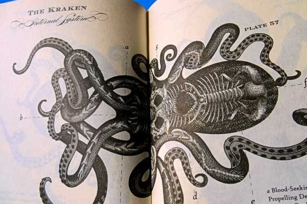 Kraken tor link