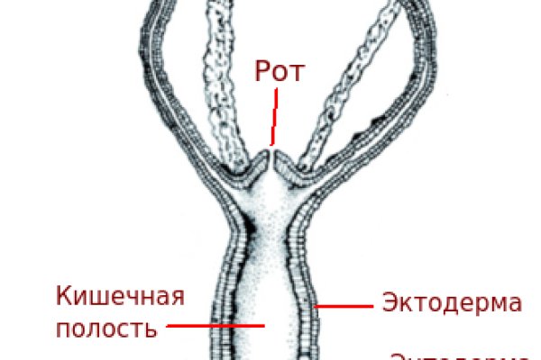 Kraken official